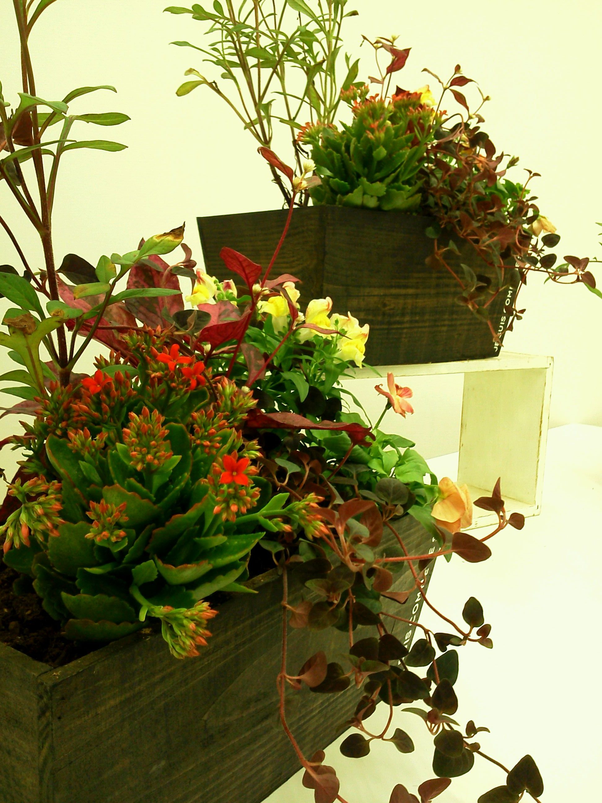 9月26日 ハロウィンの寄せ植え ひとときの園芸教室 新潟市 ガーデニング 店舗植栽 庭の困りごと みどりデザイン研究所