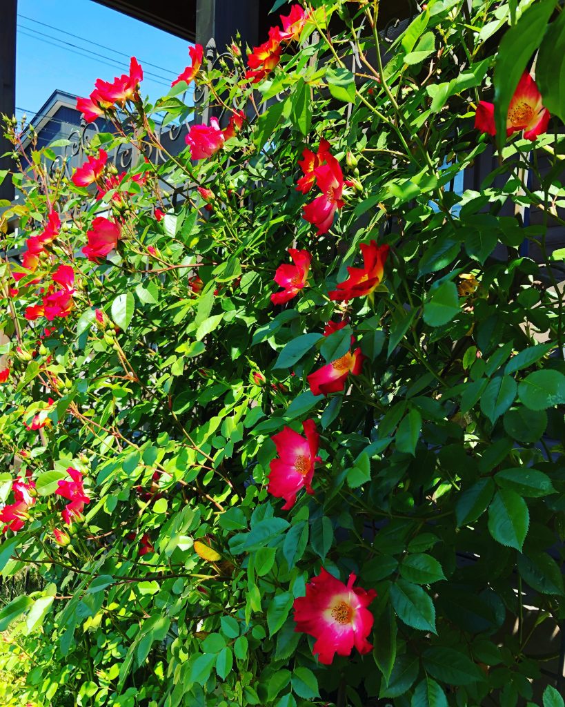 バラの季節 新潟市 ガーデニング 植栽デザイン バラ みどりデザイン研究所