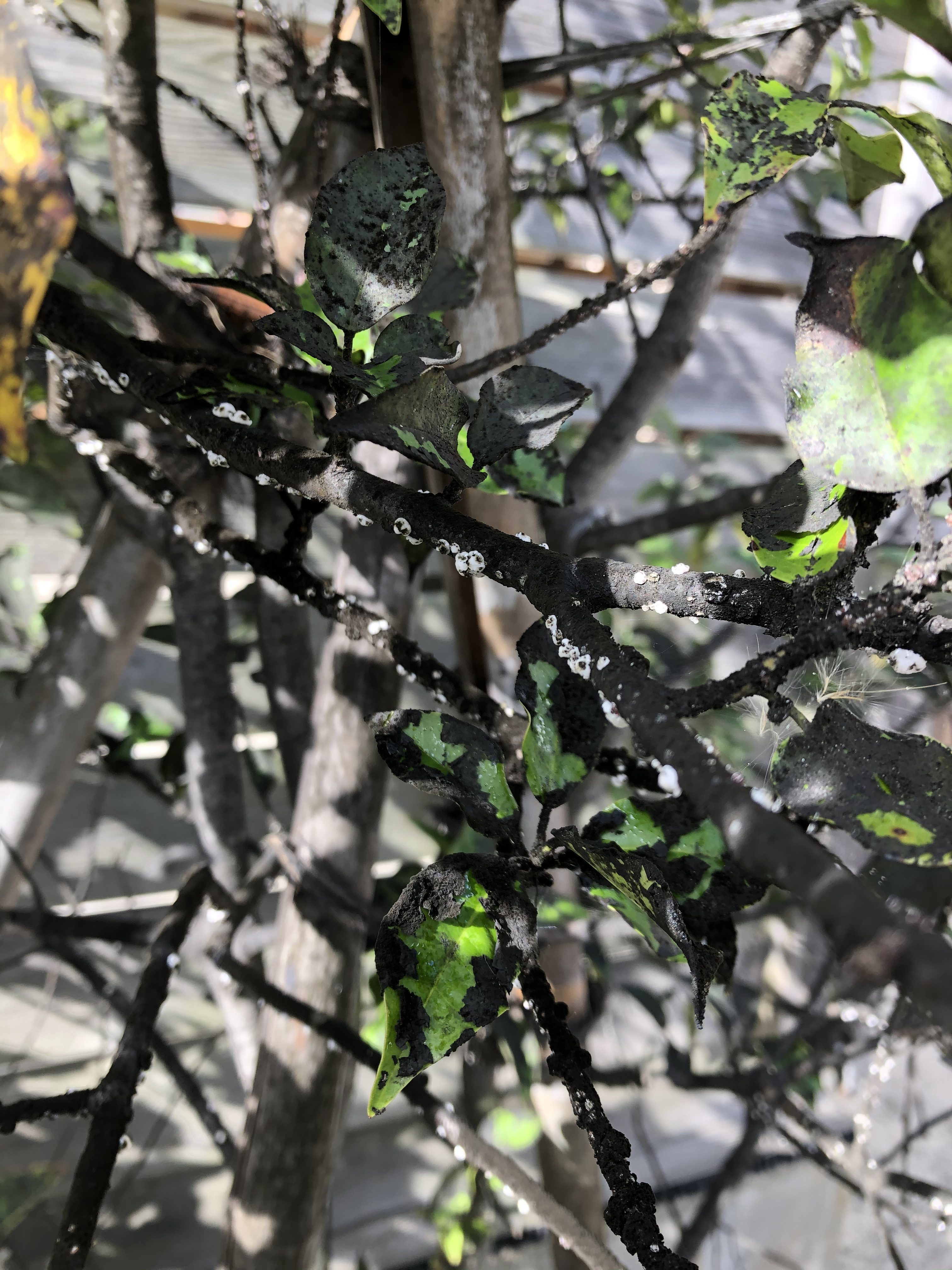 樹の幹に白い斑点 葉は黒点 どす黒い色に 新潟市 プランツアート 植栽デザイン 園芸質問box みどりデザイン研究所