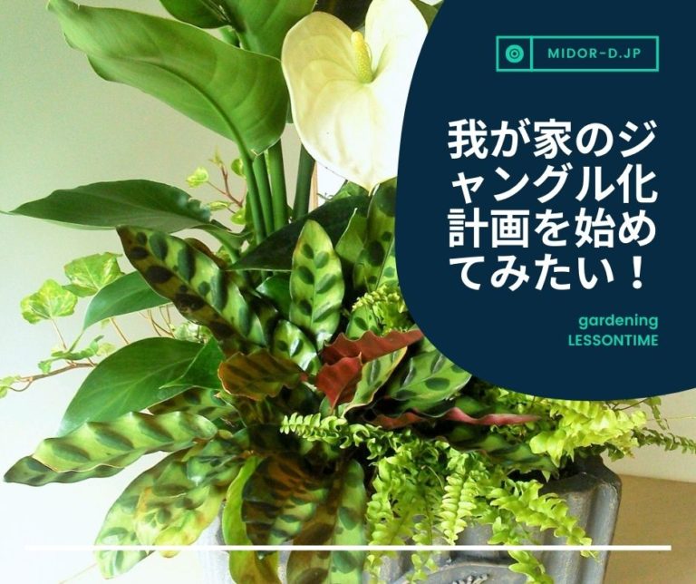 観葉植物を使った室内インテリアの作り方6種まとめ：わが家のジャングル化計画 みどりデザイン研究所