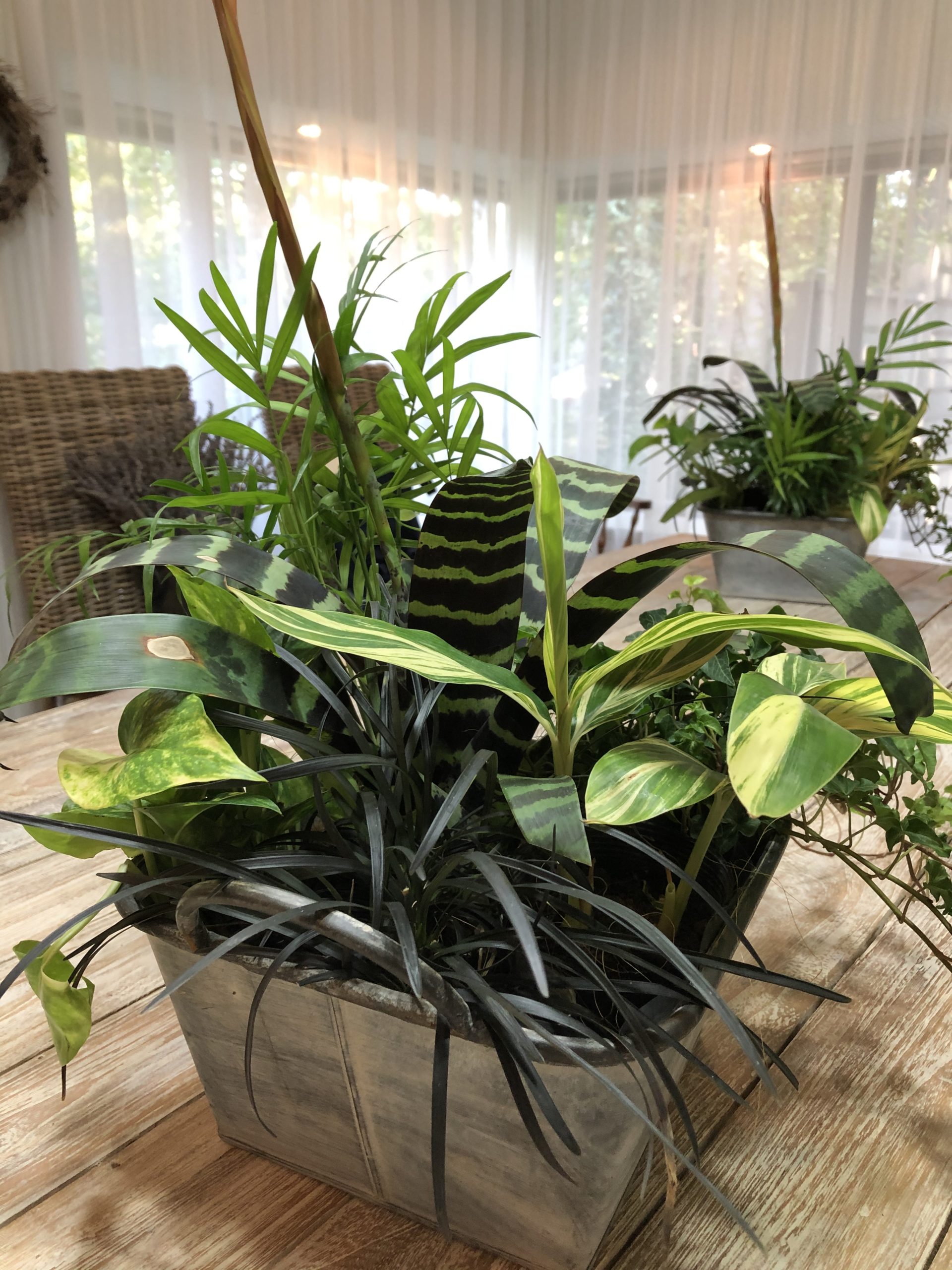 観葉植物を使った室内インテリアの作り方６種まとめ わが家のジャングル化計画 みどりデザイン研究所